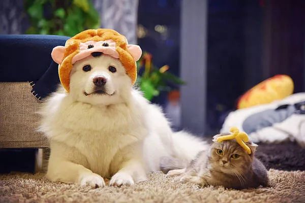 過年啦，家里的貓貓狗狗你是怎么安排的呢？快來看看
