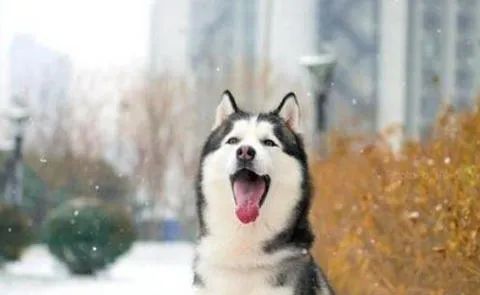 狗狗愛叫怎么辦？這六招，教給你