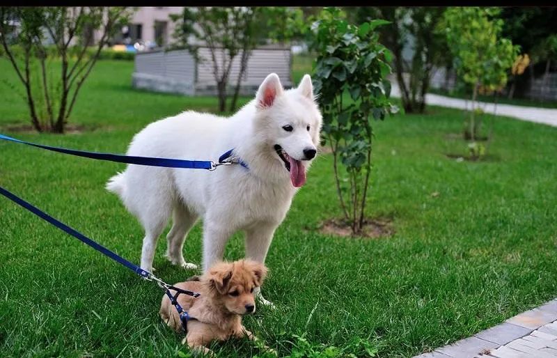 為什么有的狗狗喜歡挖坑？