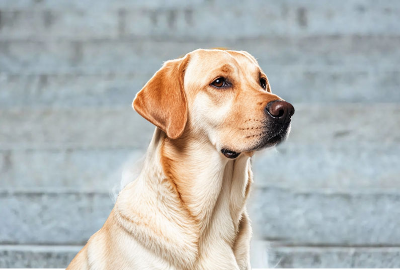 拉布拉多犬好養(yǎng)嗎？看完它的優(yōu)缺點你就知道了